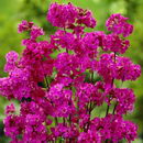 لیخنس چسبناک